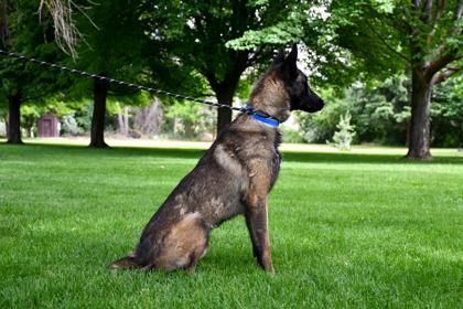 Titan, Adoptable, Adult Male Belgian Shepherd / Malinois & Mixed Breed.