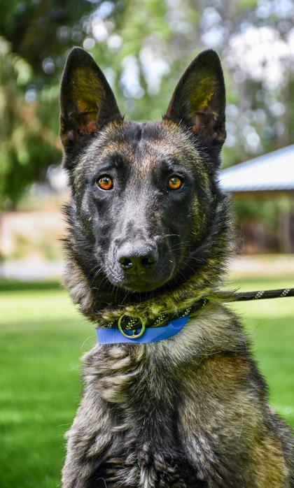 Titan, a Adoptable mixed breed in Yakima, WA image 2/3