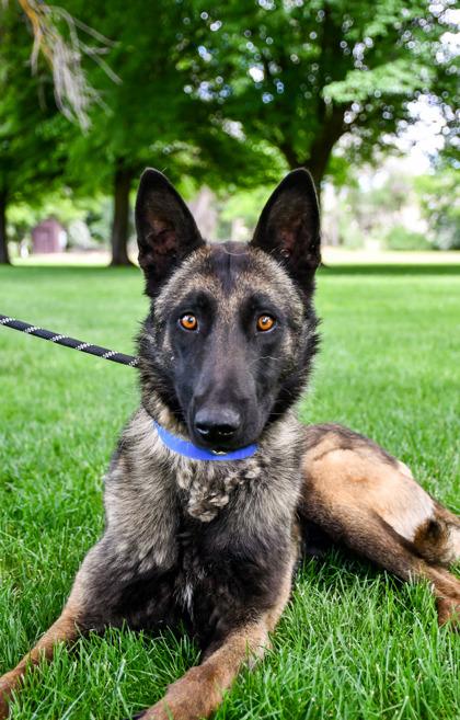 Titan, a Adoptable mixed breed in Yakima, WA image 3/3