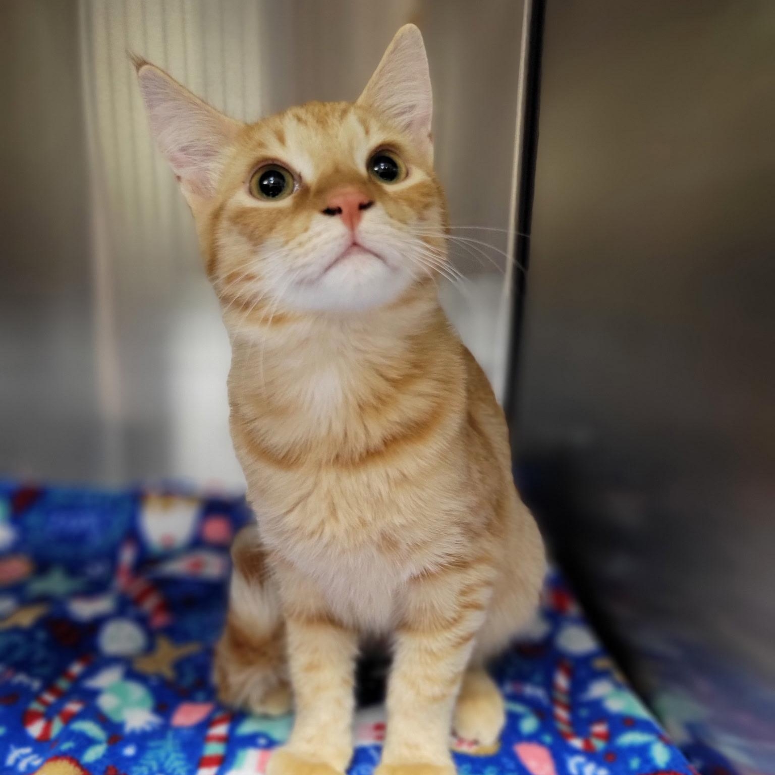 Enlarge Cheeto, a Adoptable mixed breed in Ellensburg, WA image 1/1