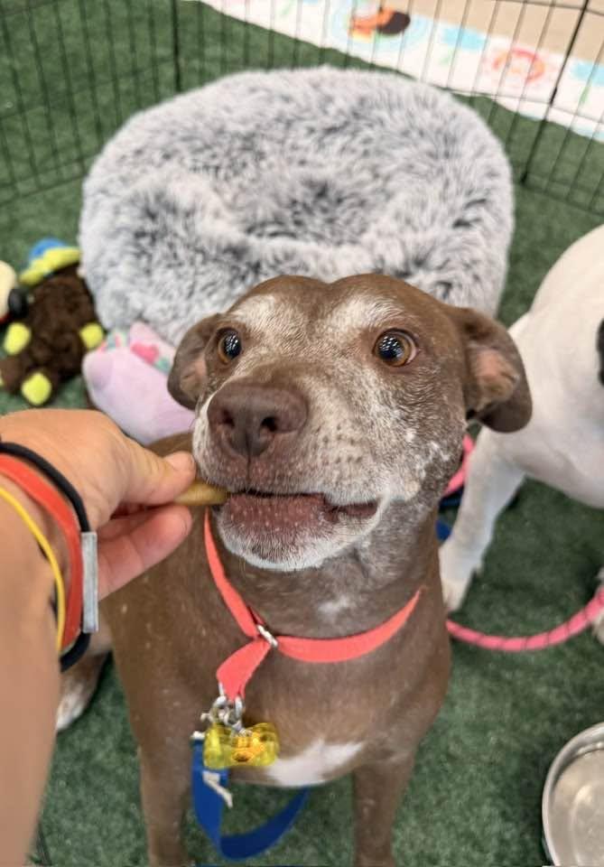 Enlarge Mylo, a Adoptable mixed breed in Tempe, AZ image 1/5