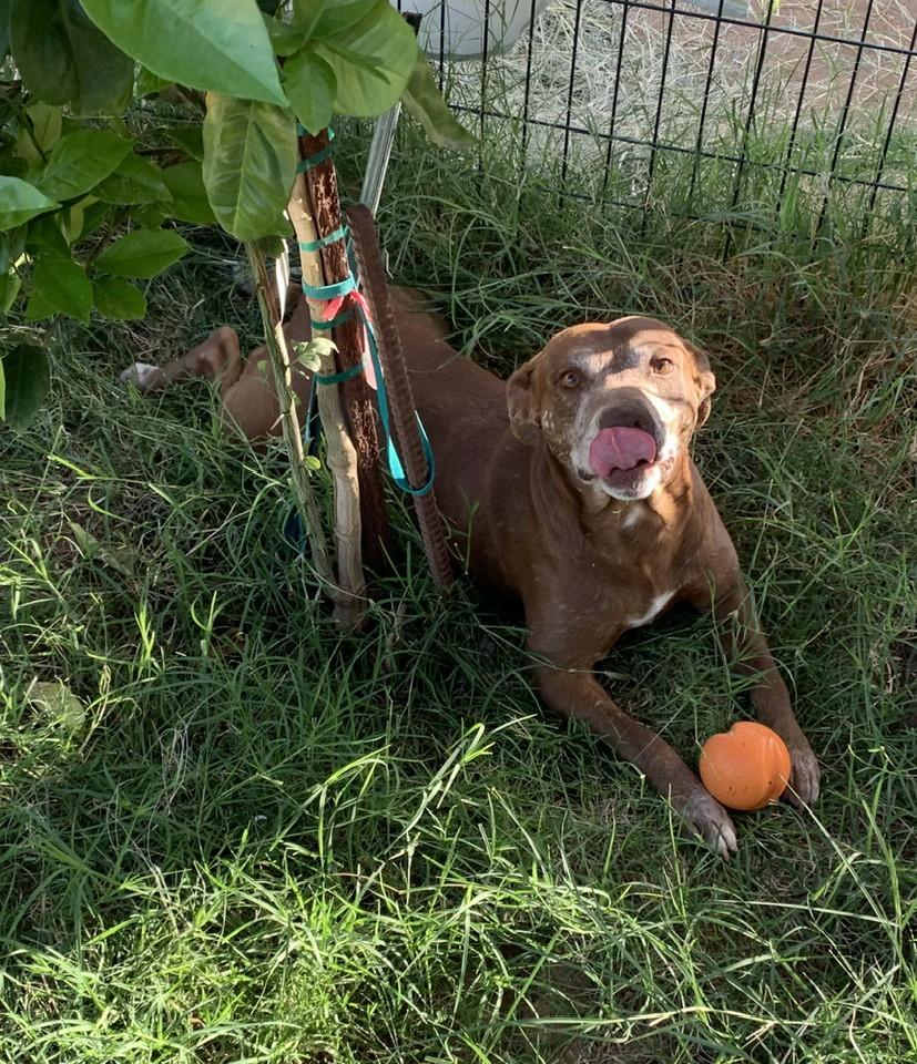 Enlarge Mylo, a Adoptable mixed breed in Tempe, AZ image 2/5