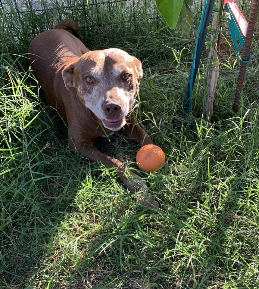 Enlarge Mylo, a Adoptable mixed breed in Tempe, AZ image 3/5