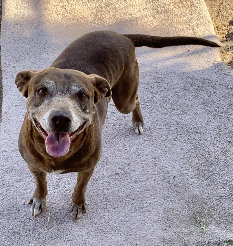 Enlarge Mylo, a Adoptable mixed breed in Tempe, AZ image 4/5