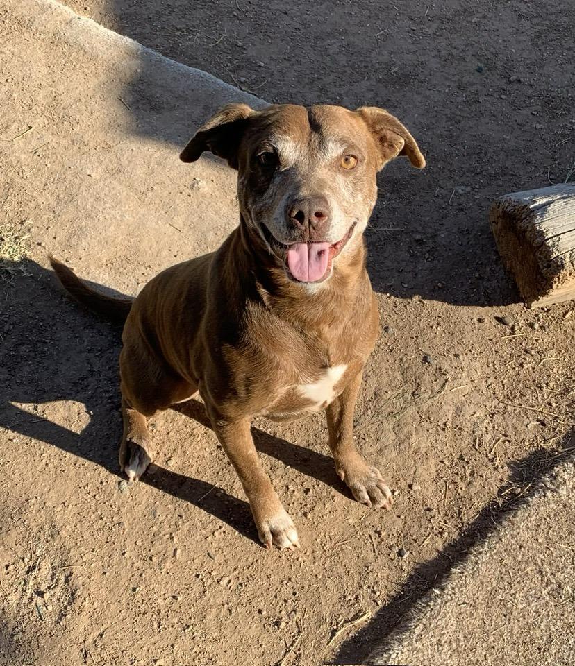 Enlarge Mylo, a Adoptable mixed breed in Tempe, AZ image 5/5