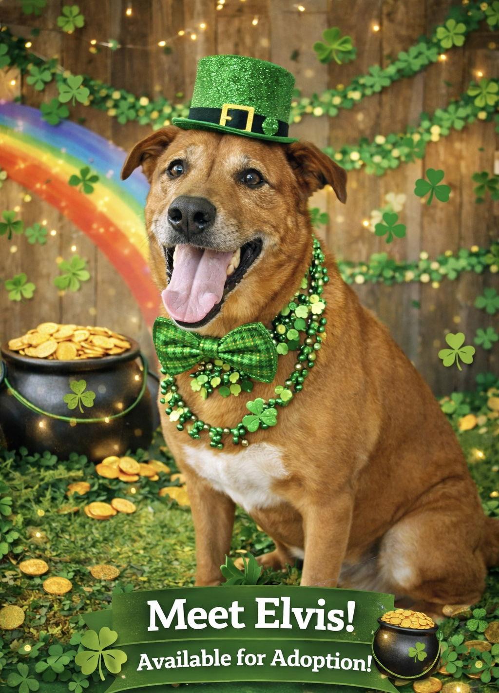 Enlarge Elvis, a Adoptable mixed breed in Garner, NC image 1/3