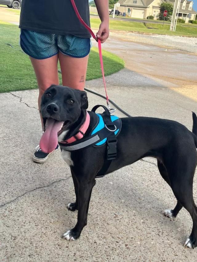 Poppy - in Maine, a Adoptable mixed breed in Kennebunkport, ME image 2/6