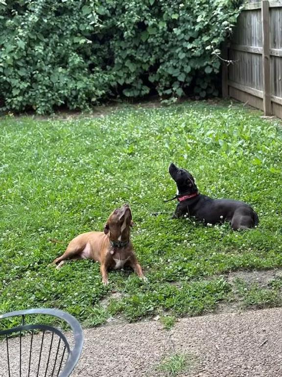 Poppy - in Maine, a Adoptable mixed breed in Kennebunkport, ME image 4/6