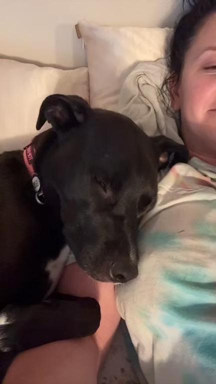 Poppy - in Maine, a Adoptable mixed breed in Kennebunkport, ME image 3/6