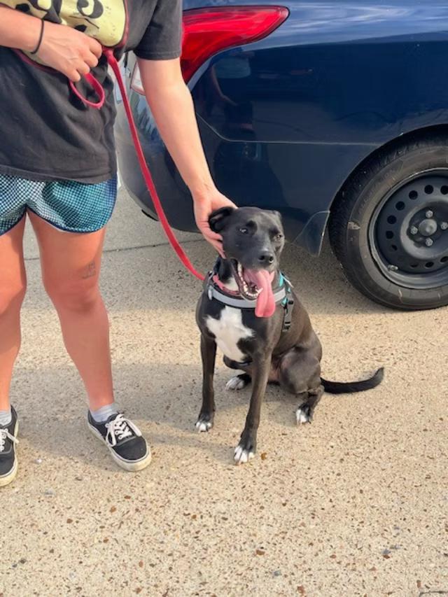 Poppy - in Maine, a Adoptable mixed breed in Kennebunkport, ME image 5/6