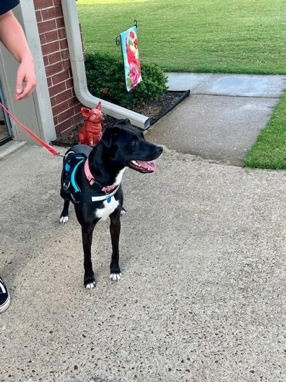 Poppy - in Maine, a Adoptable mixed breed in Kennebunkport, ME image 6/6