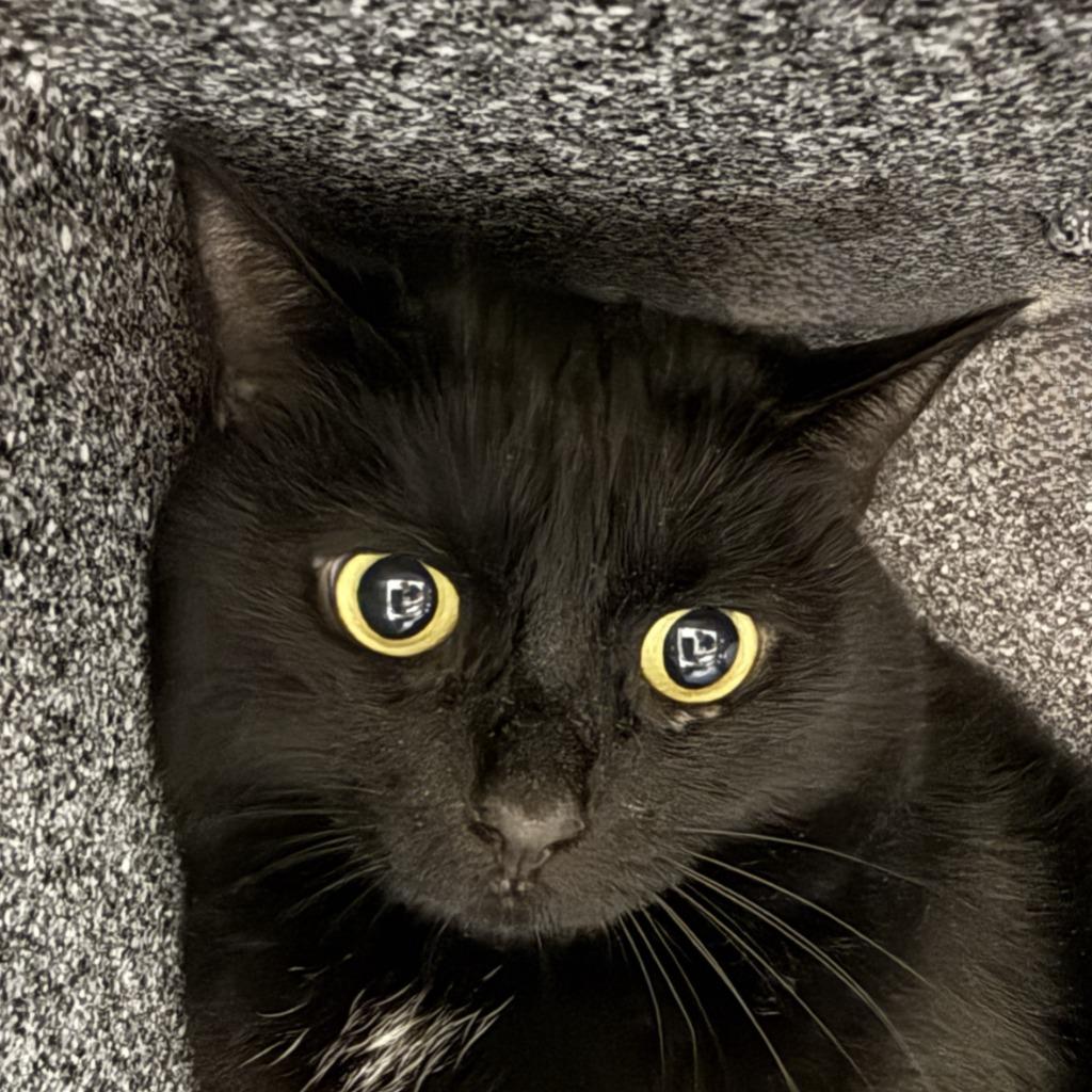 Harley, Adoptable, Senior Female Domestic Short Hair.