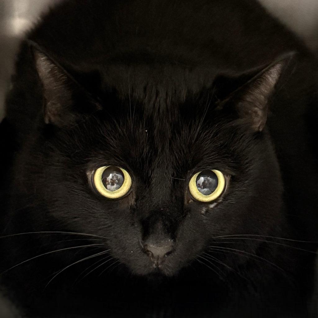 Harley, a Adoptable mixed breed in Brenham, TX image 2/4
