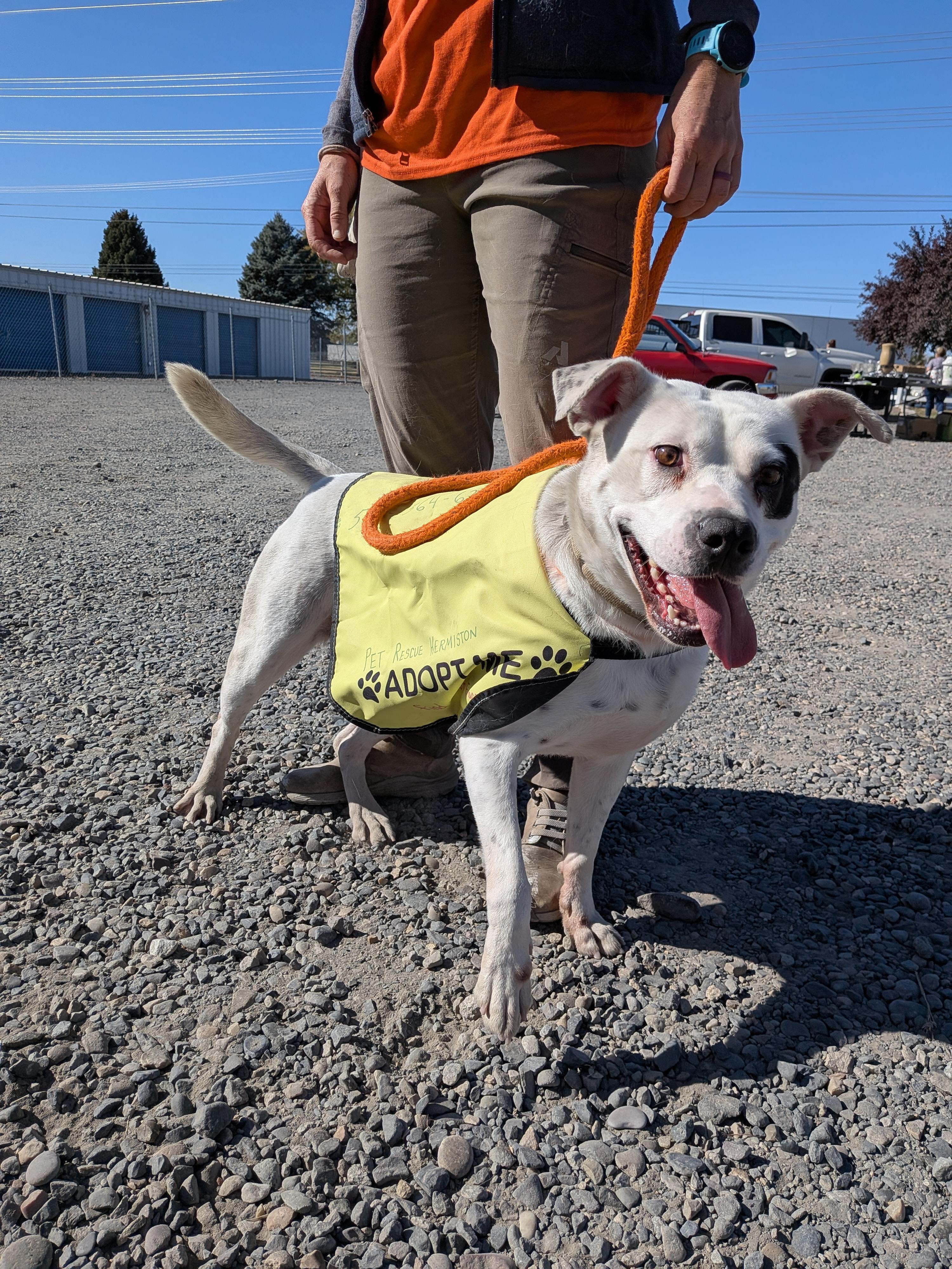 Enlarge Molly, a Adoptable mixed breed in Hermiston, OR image 1/4