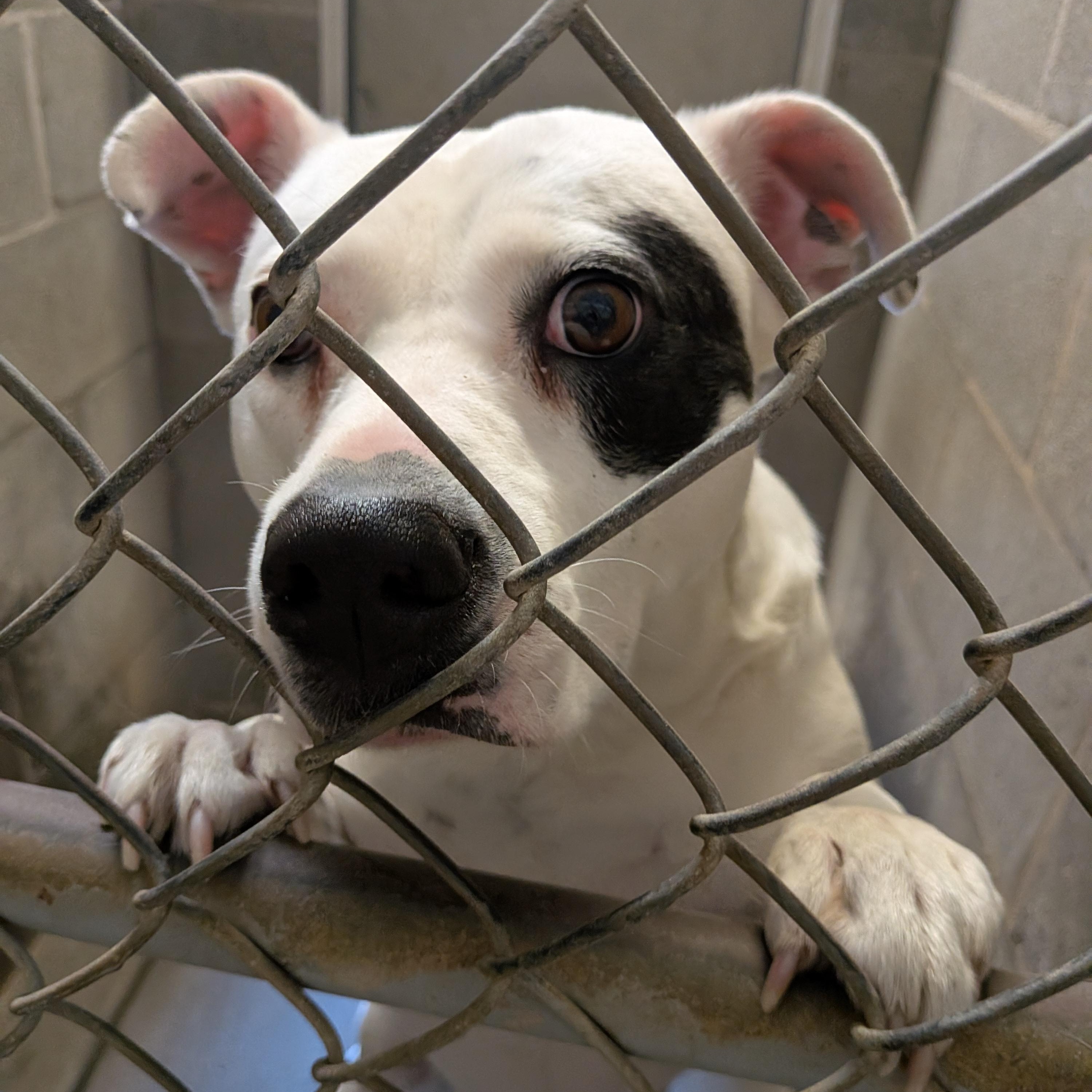 Molly, ADOPTABLE, Adult Female Pit Bull Terrier.