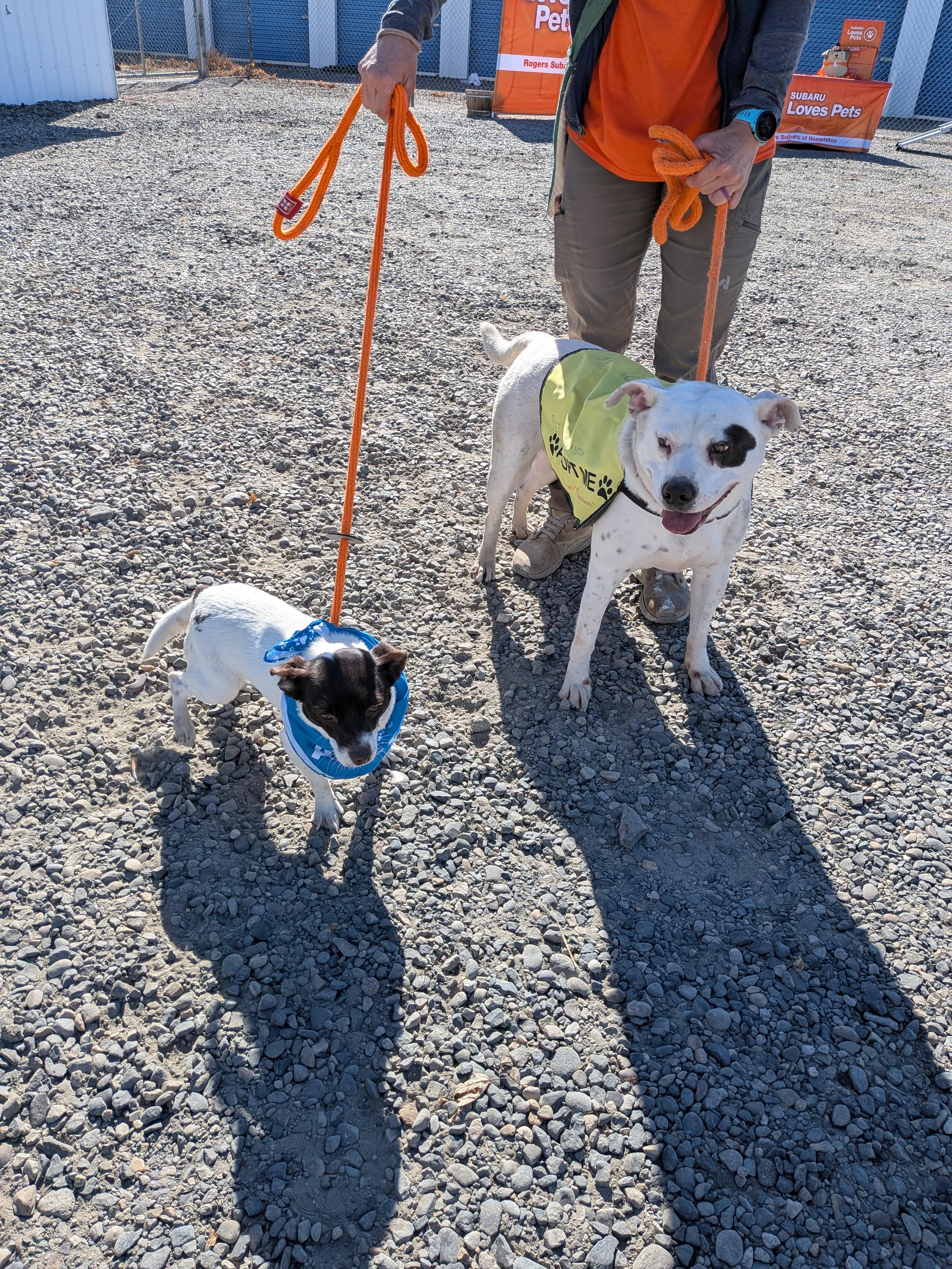 Enlarge Molly, a Adoptable mixed breed in Hermiston, OR image 2/4