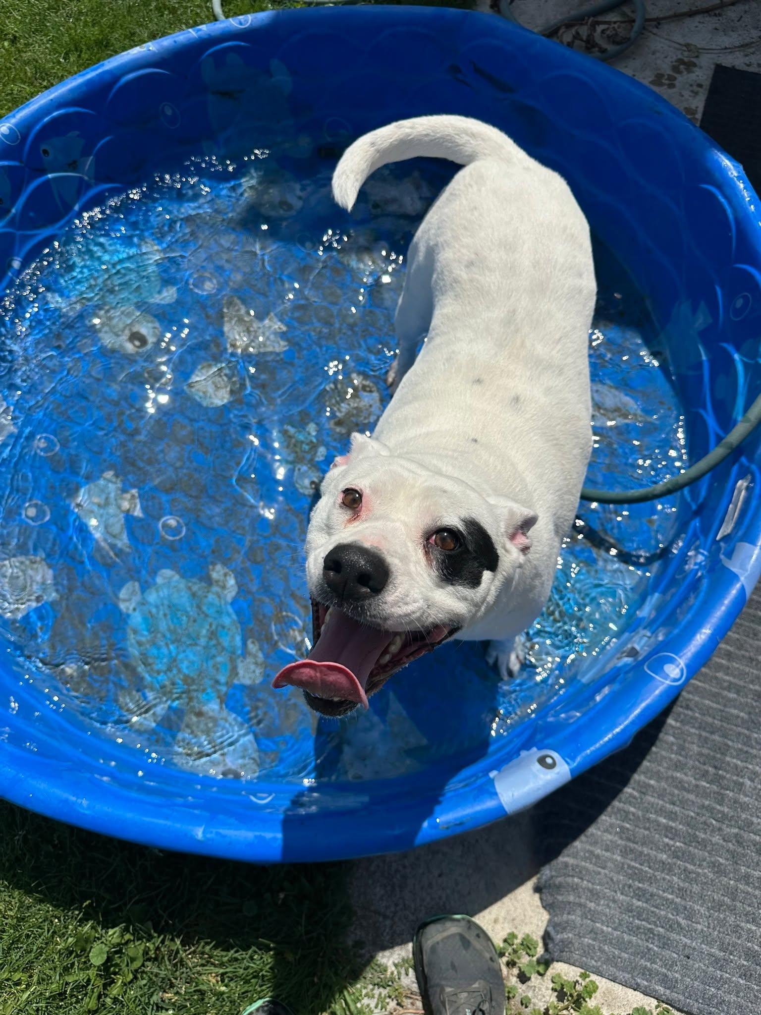 Molly, ADOPTABLE, Adult Female Pit Bull Terrier.