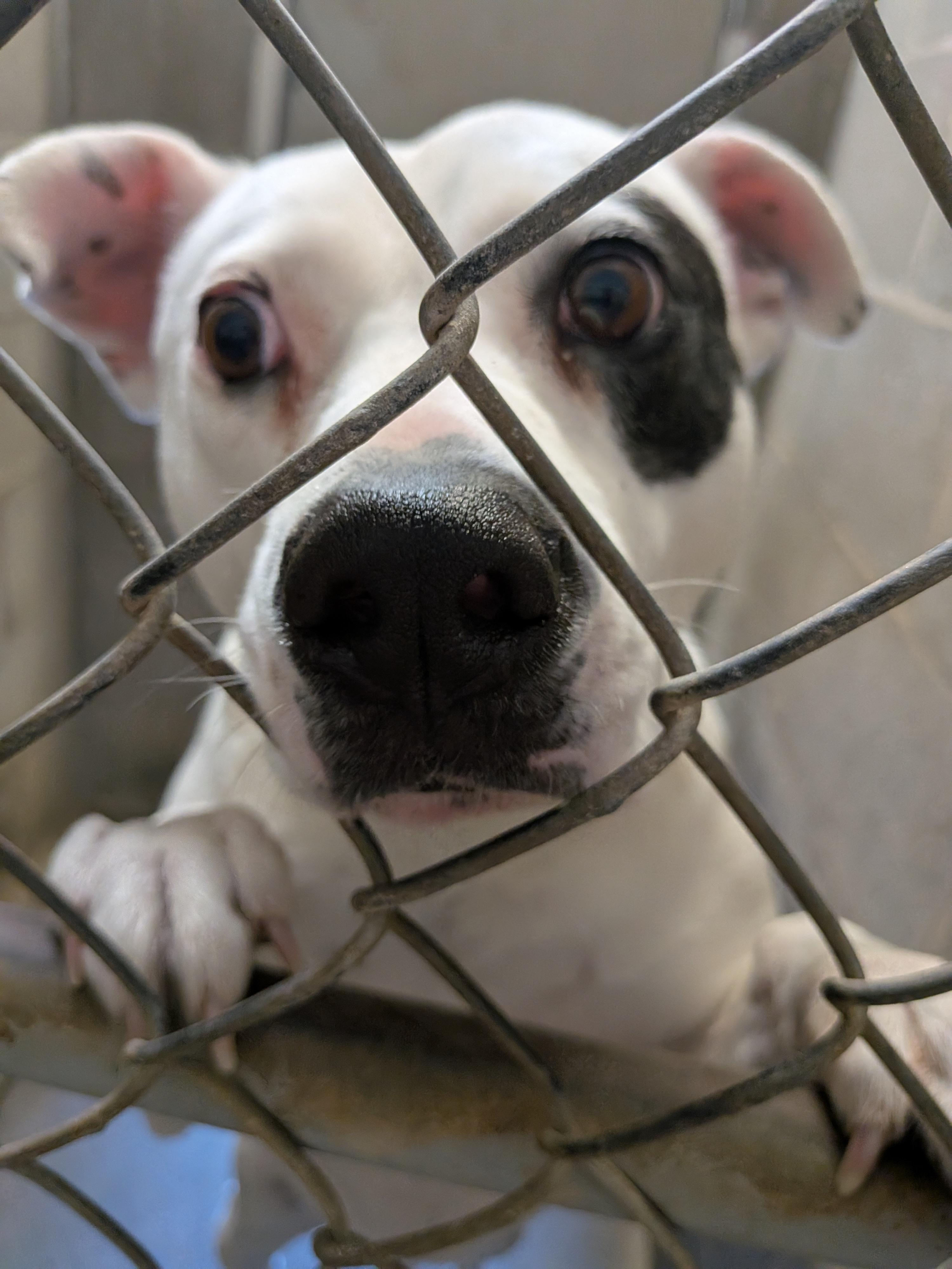 Molly, a ADOPTABLE mixed breed in Hermiston, OR image 2/4