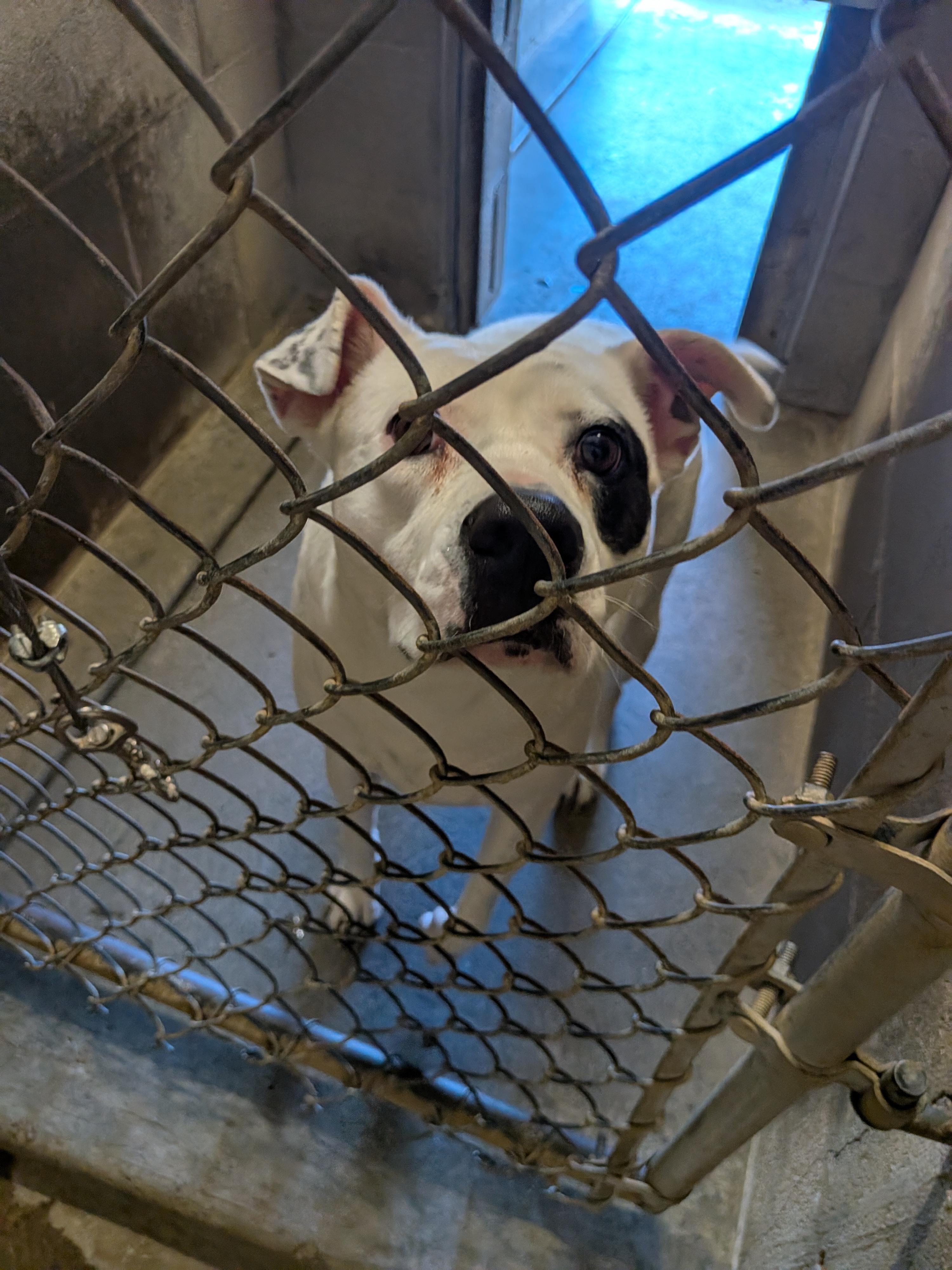 Molly, a ADOPTABLE mixed breed in Hermiston, OR image 4/4