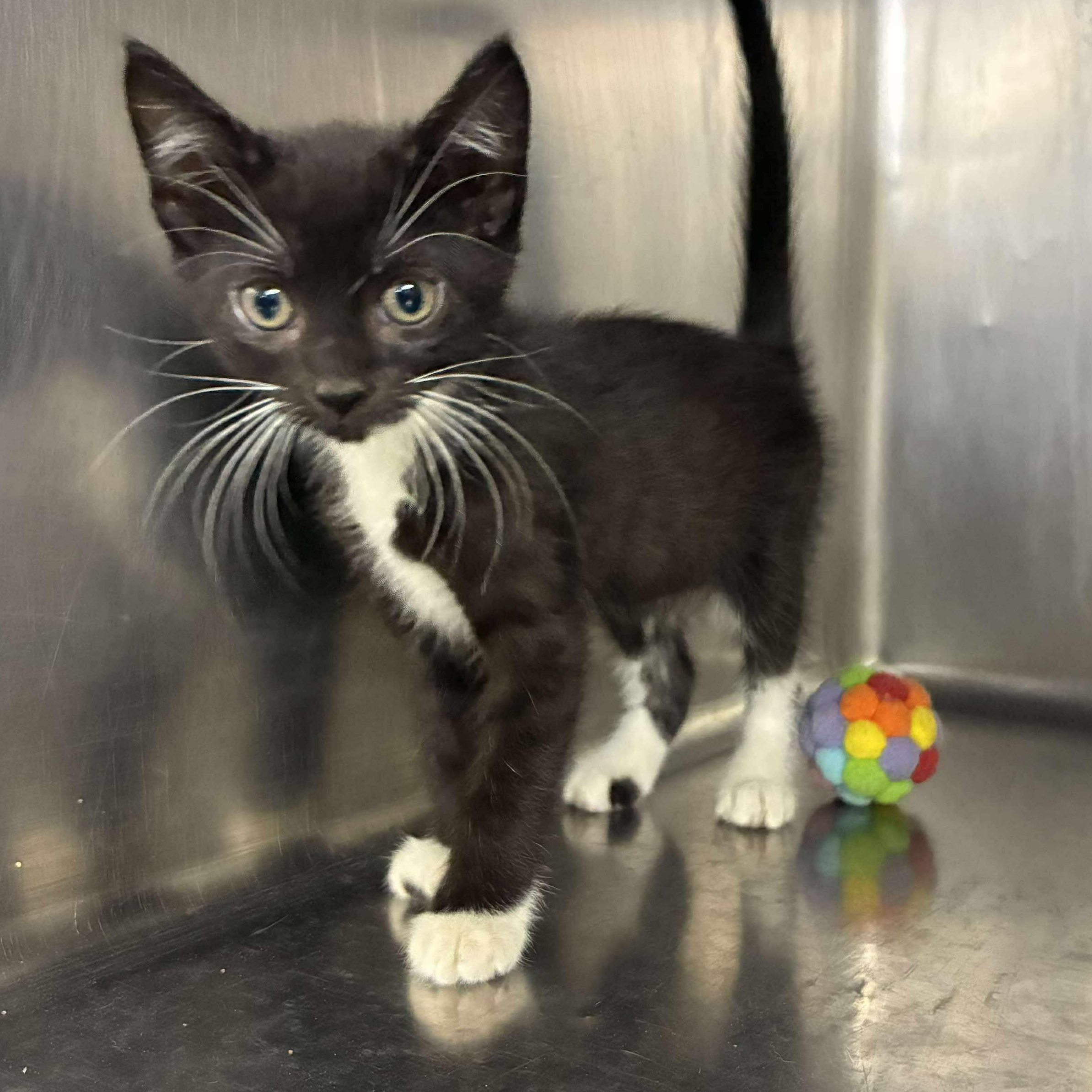Bowtie, a Adoptable mixed breed in Petersburg, IL image 3/4