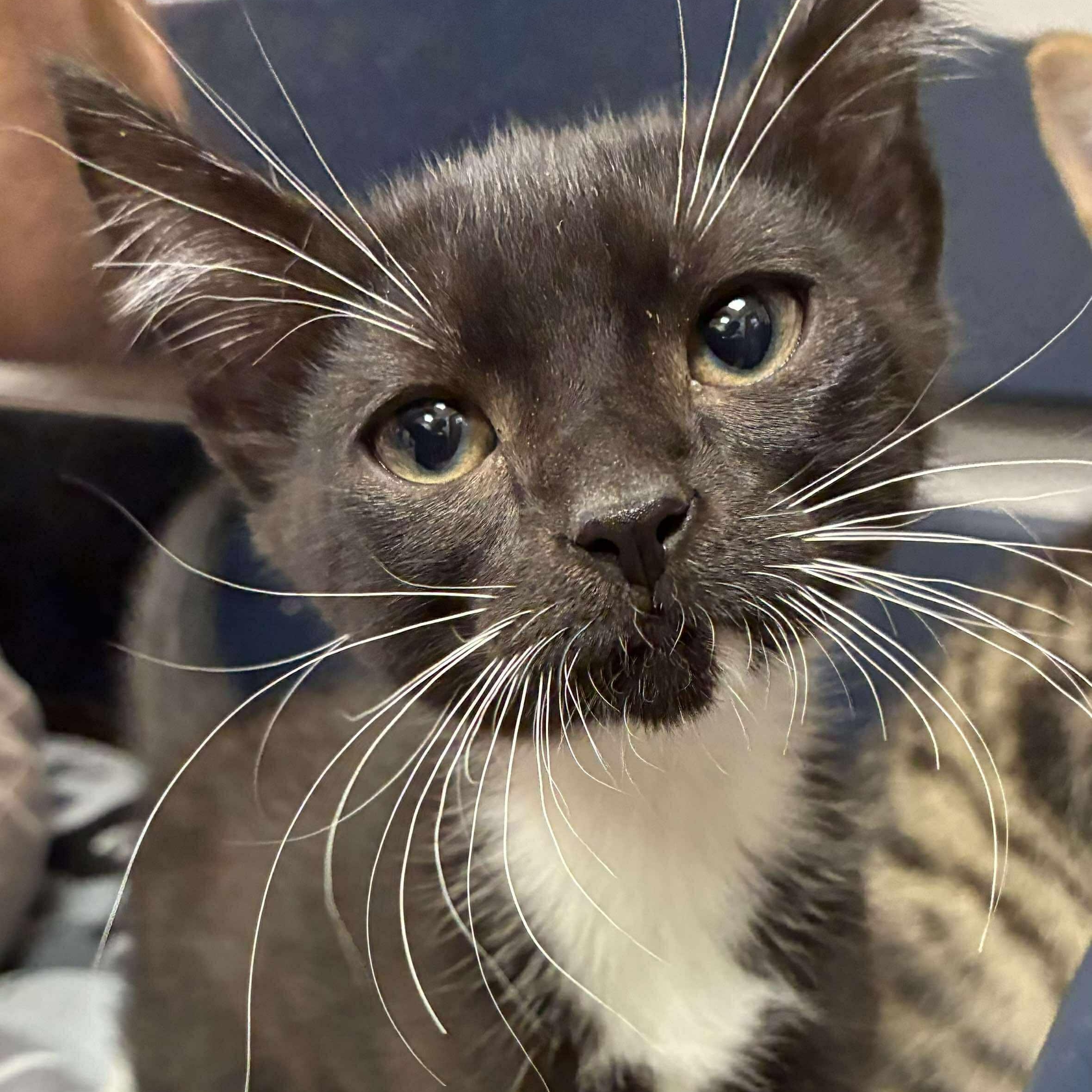 Bowtie, a Adoptable mixed breed in Petersburg, IL image 1/4