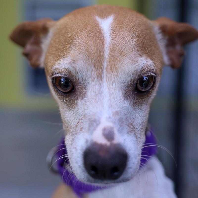 Enlarge Nova, a Adoptable mixed breed in Bradenton, FL image 2/3