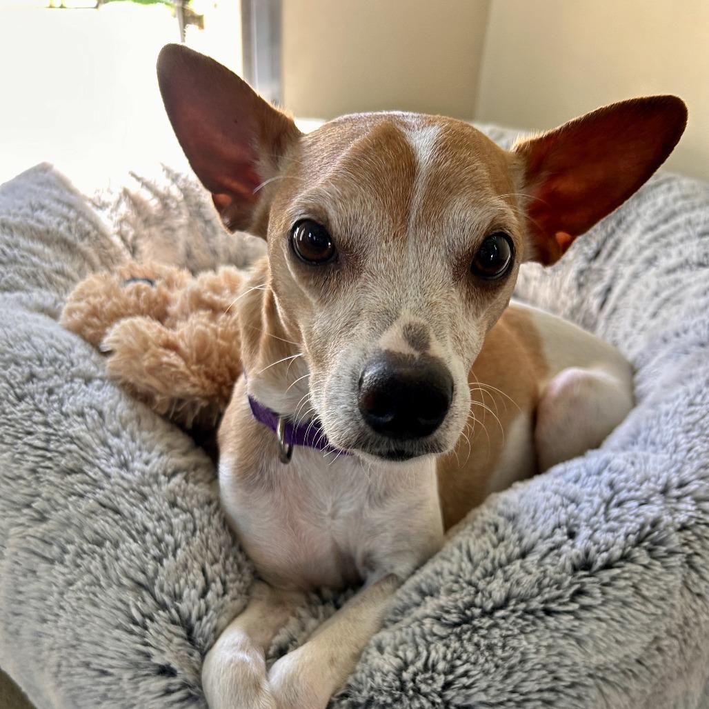 Enlarge Nova, a Adoptable mixed breed in Bradenton, FL image 3/3