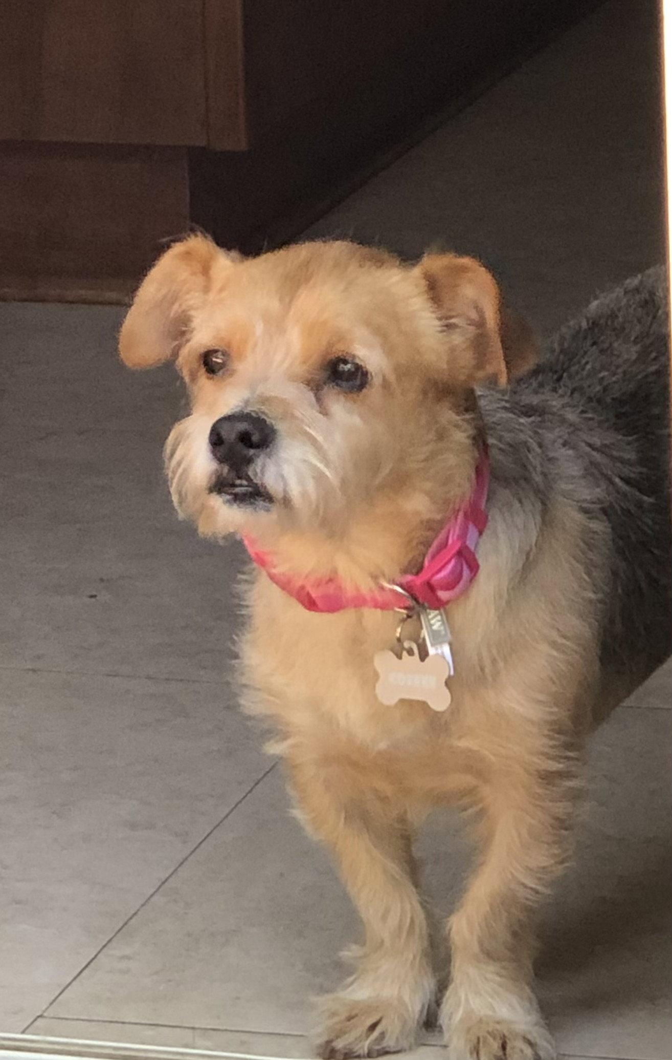 Coffee, Adopted, Adult Female Yorkshire Terrier.