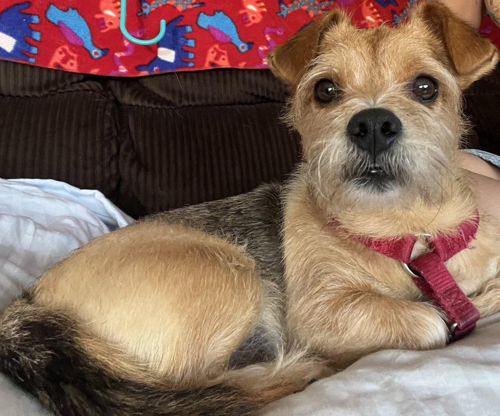Enlarge Coffee, a Adopted Yorkshire Terrier in Orange, CA image 3/3