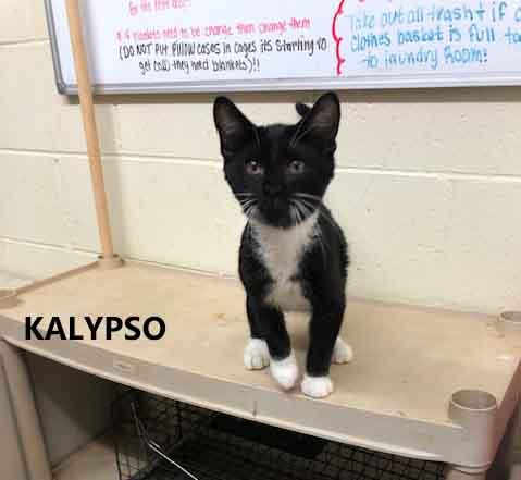 Kalypso, ADOPTABLE, Kitten Female Domestic Short Hair.