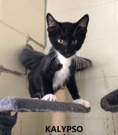 Kalypso, ADOPTABLE, Kitten Female Domestic Short Hair.