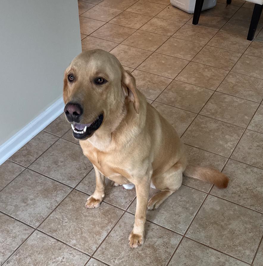 Enlarge Charlie , a ADOPTABLE Labrador Retriever in Columbia, MD image 2/3