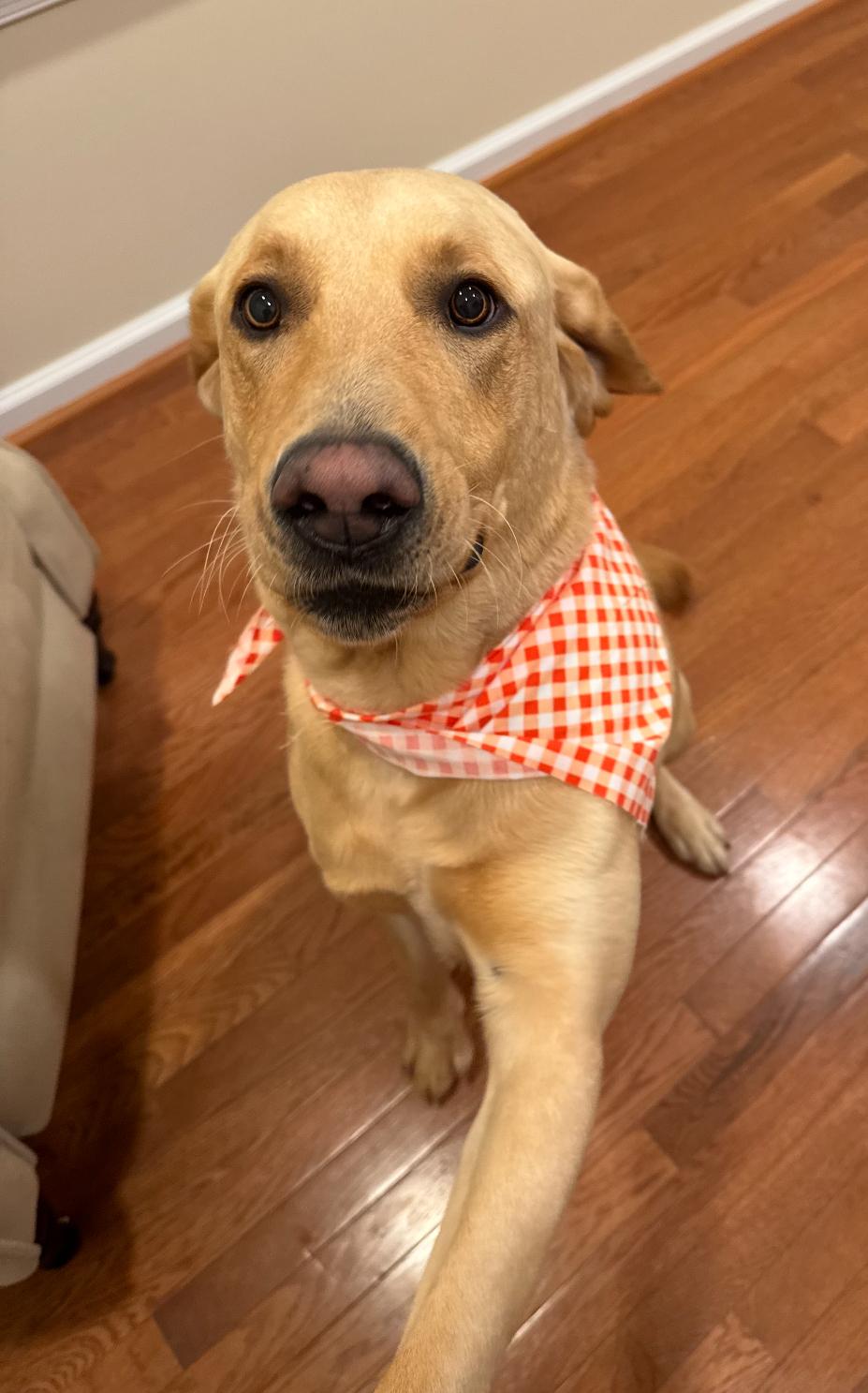 Enlarge Charlie , a ADOPTABLE Labrador Retriever in Columbia, MD image 1/3