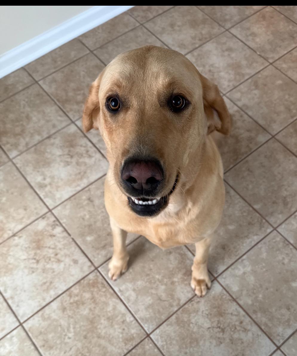 Enlarge Charlie , a ADOPTABLE Labrador Retriever in Columbia, MD image 3/3