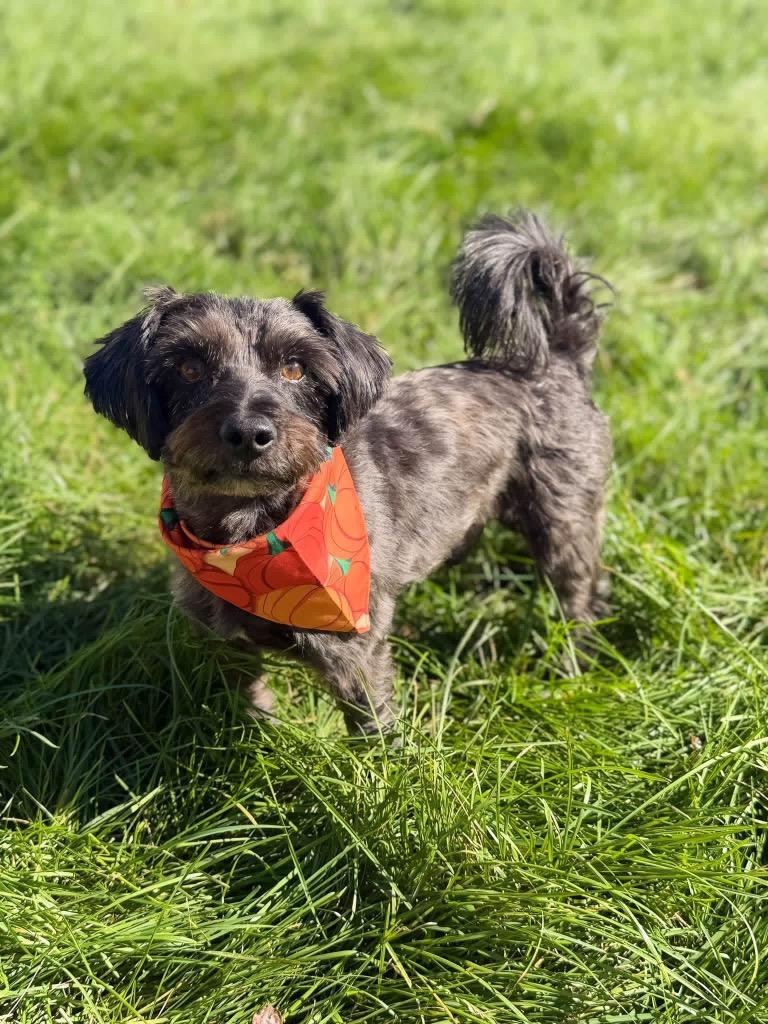 Jack, Adoptable, Senior Male Terrier & Mixed Breed.