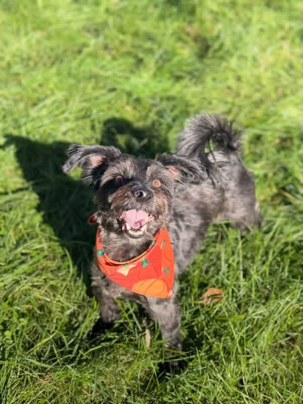 Enlarge Jack, a Adoptable mixed breed in Decatur, IN image 2/6