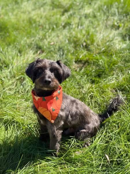 Enlarge Jack, a Adoptable mixed breed in Decatur, IN image 4/6