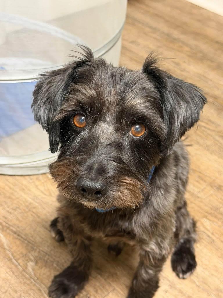 Enlarge Jack, a Adoptable mixed breed in Decatur, IN image 5/6