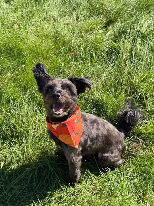 Enlarge Jack, a Adoptable mixed breed in Decatur, IN image 6/6