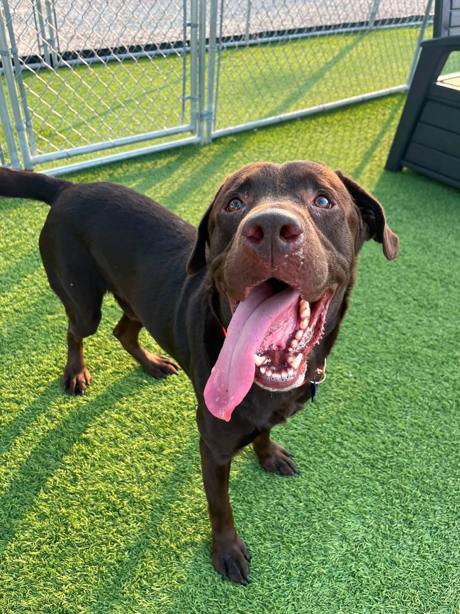 Chester, a Adoptable mixed breed in Cedar Rapids, IA image 4/5