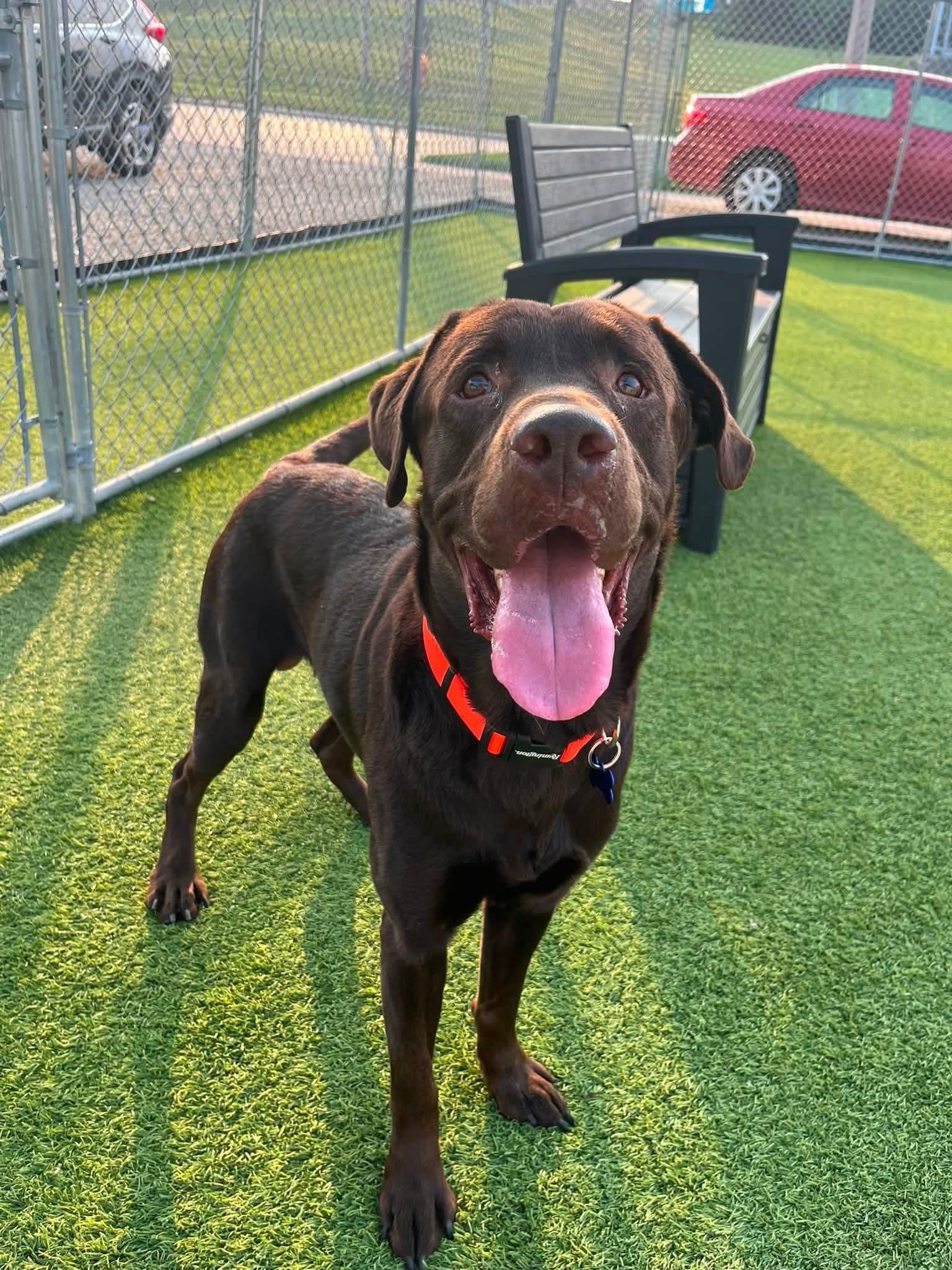 Chester, Adoptable, Adult Male Labrador Retriever & Mixed Breed.