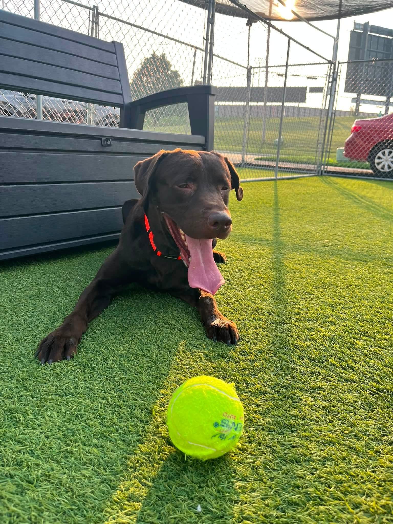 Chester, a Adoptable mixed breed in Cedar Rapids, IA image 2/5