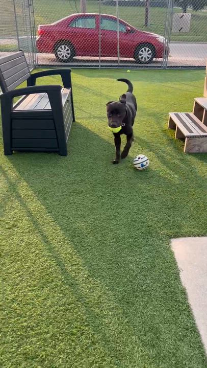 Enlarge Chester, a Adoptable mixed breed in Cedar Rapids, IA video 3/5