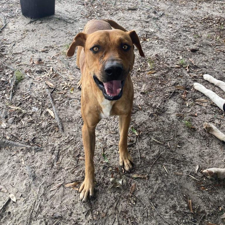 Bandit, Adoptable, Adult Male Mixed Breed.