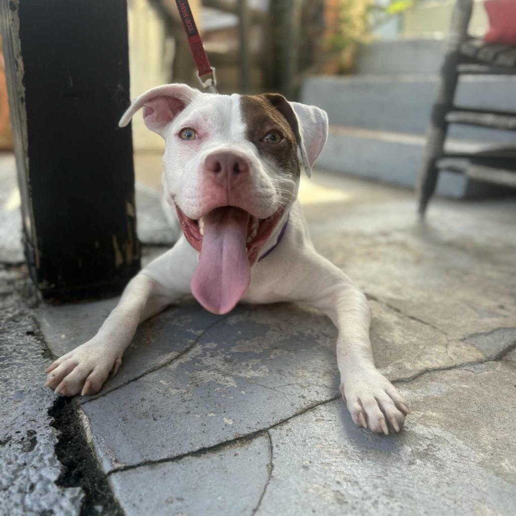 Nova O, Adoptable, Young Female Mixed Breed.