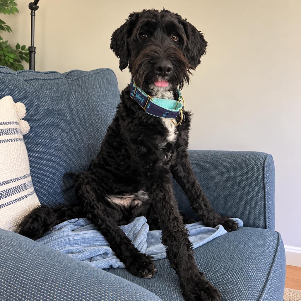 Enlarge Rocky, a Adoptable mixed breed in Hopkinton, MA image 1/6