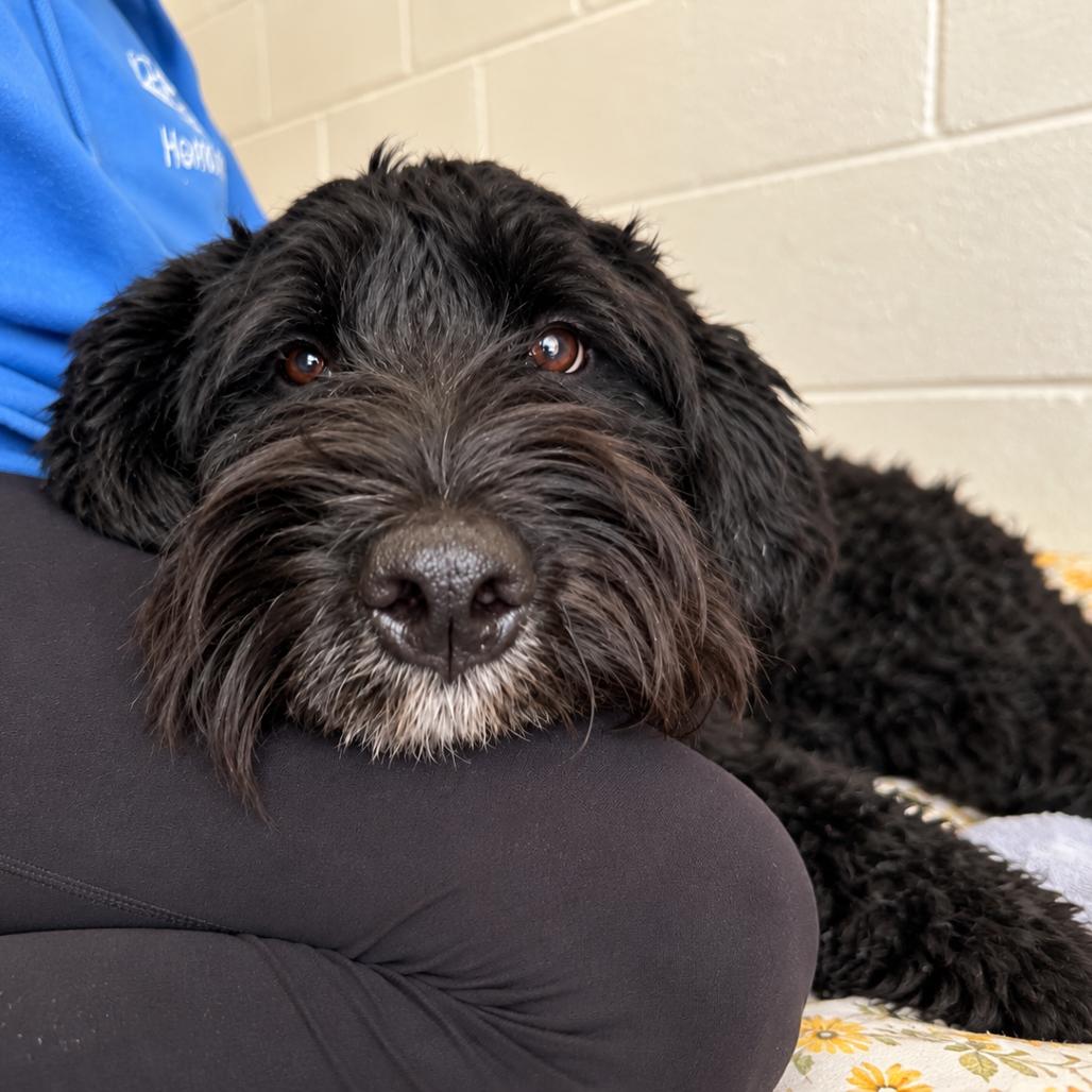 Enlarge Rocky, a Adoptable mixed breed in Hopkinton, MA image 2/6
