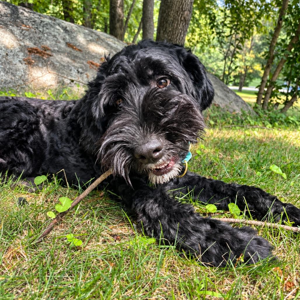 Enlarge Rocky, a Adoptable mixed breed in Hopkinton, MA image 3/6