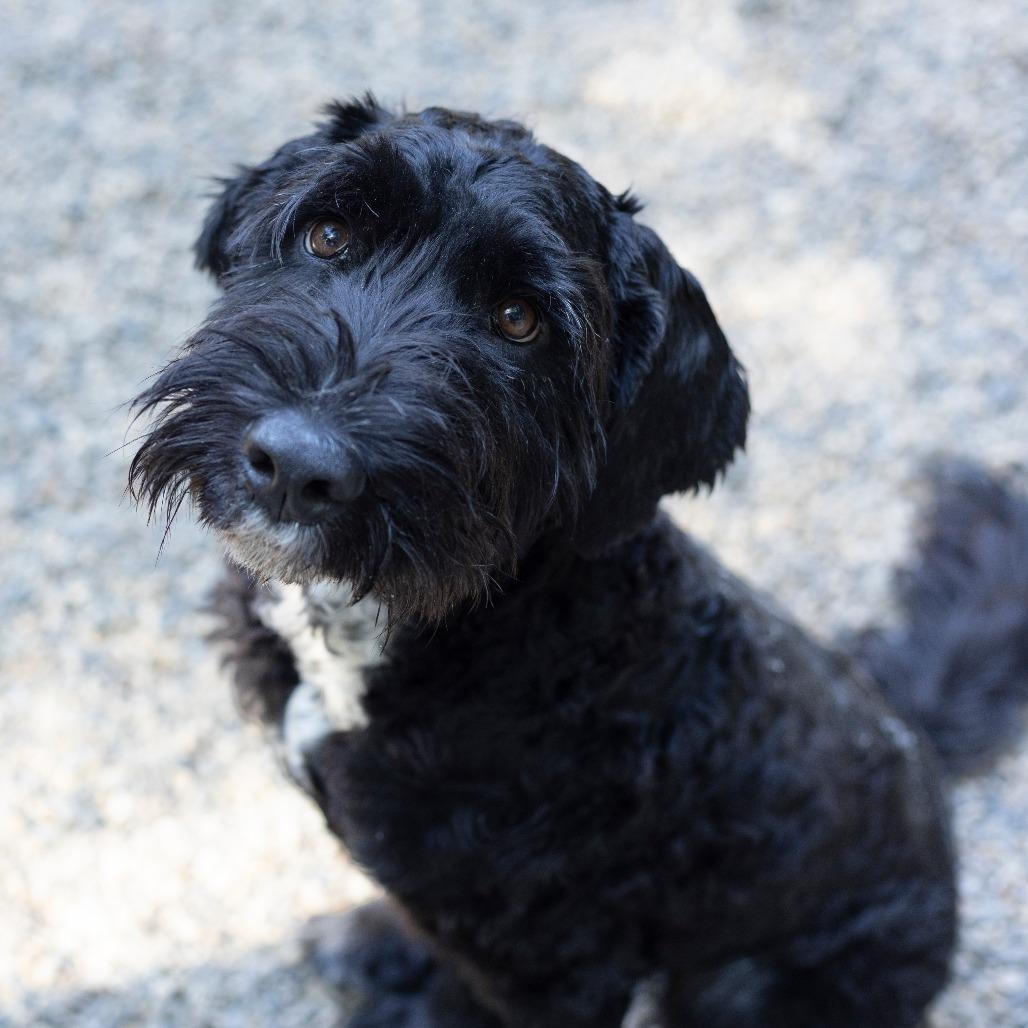 Enlarge Rocky, a Adoptable mixed breed in Hopkinton, MA image 4/6
