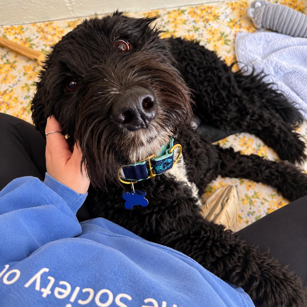 Enlarge Rocky, a Adoptable mixed breed in Hopkinton, MA image 6/6